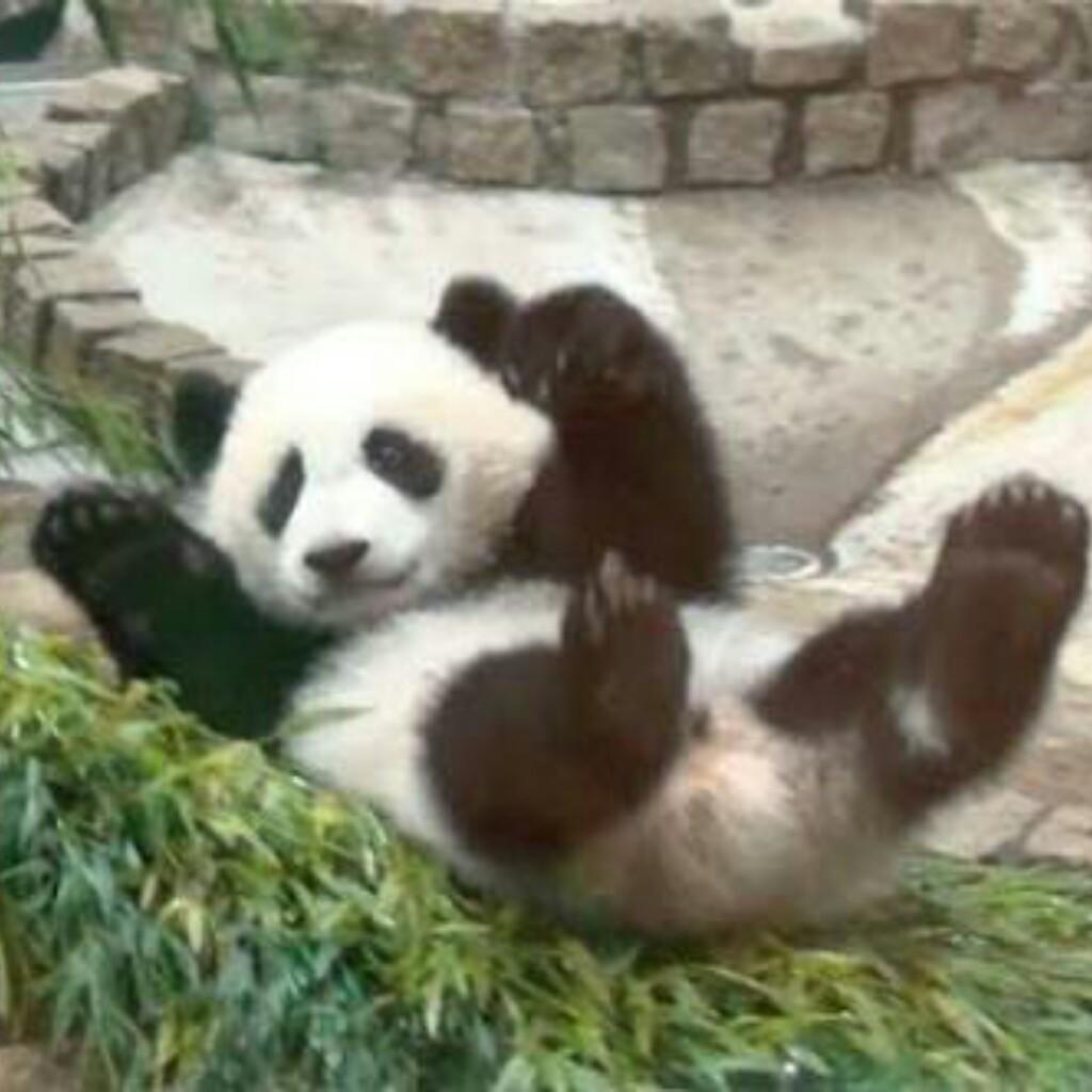 海賊とよちーに