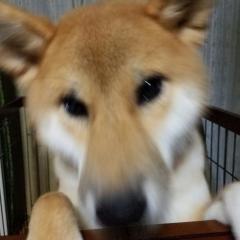 カシU