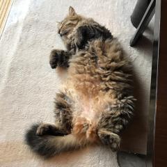 ひろぽん