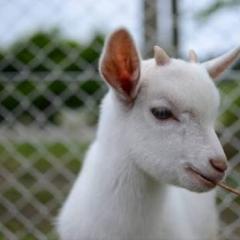 🐐さんのトーク