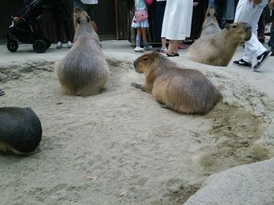 カピバラのトーク