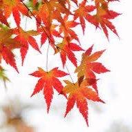 紅葉@クラ○ワとパズドラ