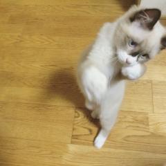 ちゃんちん⊿
