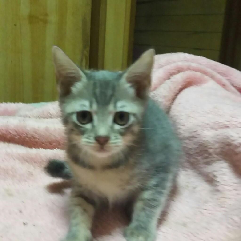 ひろぽーん