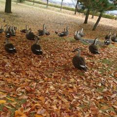 のんびりトーク