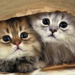 猫さん『サブ』