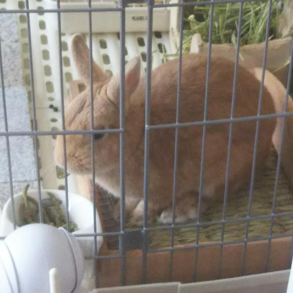 りゅうせい