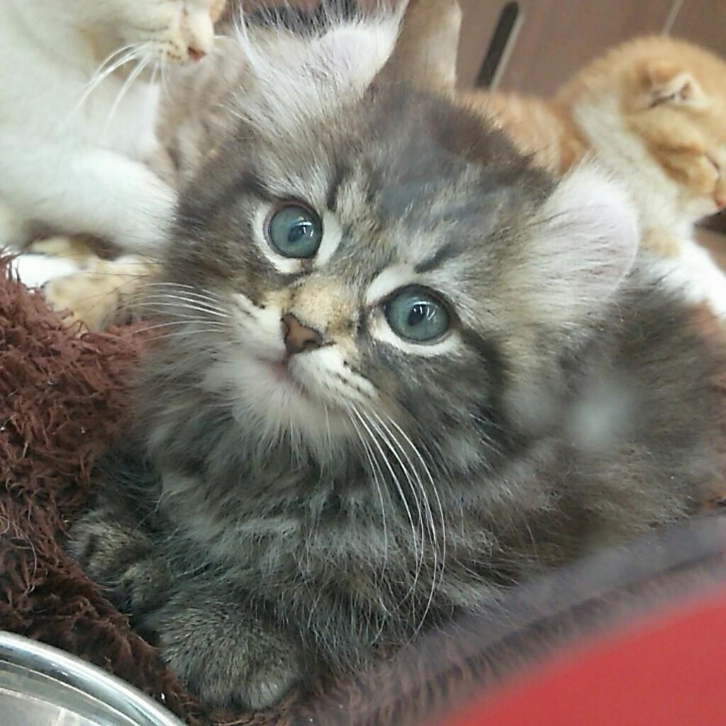 (*´･ω･｡)σｶﾏﾁｮ♡*⇝