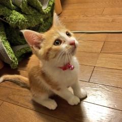いじめ、ダメ、絶対