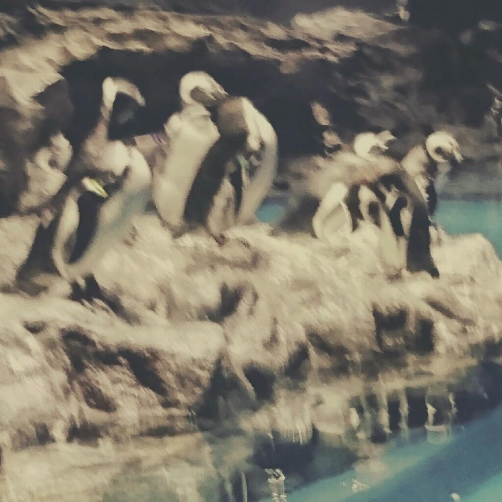 なーにゃ神推し( ¨̮ )