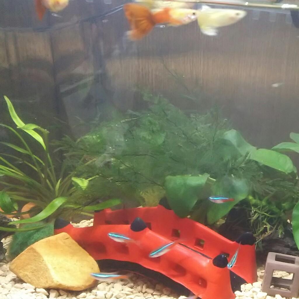 熱帯魚！海水魚！金魚！めだか ！飼ってる人 話しませんかー