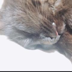 紗弥