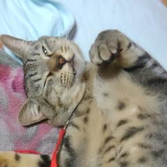 山口昌一のトーク