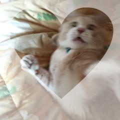 りえっぴー(･v･)