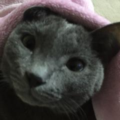 夏音