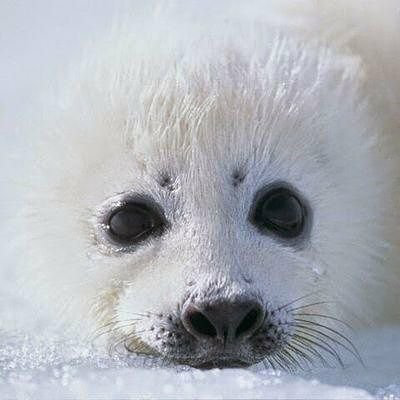 ゴマフアザラシ