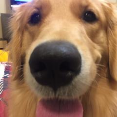 犬好きの人！！