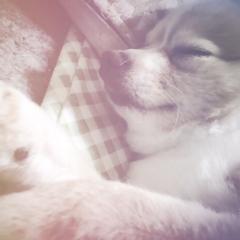 ヒカル