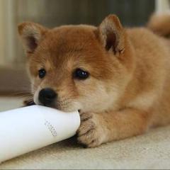 🔖🌺内山ゆー🌺💫