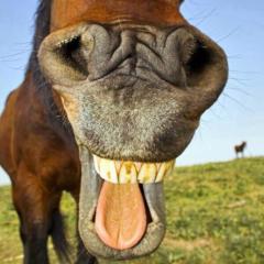 🏇有馬記念限定🏇