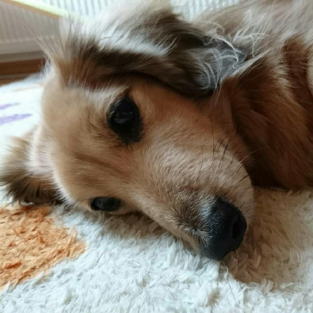 つったー