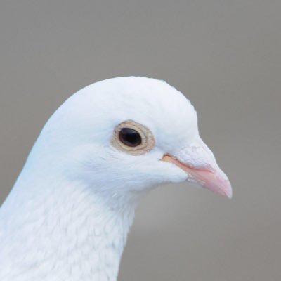 ハ#ト