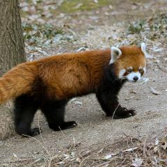 パンダ