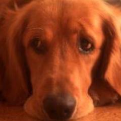 たれいぬ(たれぱんだの派生的な生物のようで、そうではないかも)