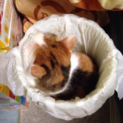 ねこ癒し☺️乃木坂46 大好き💛なぁちゃん神推し💘