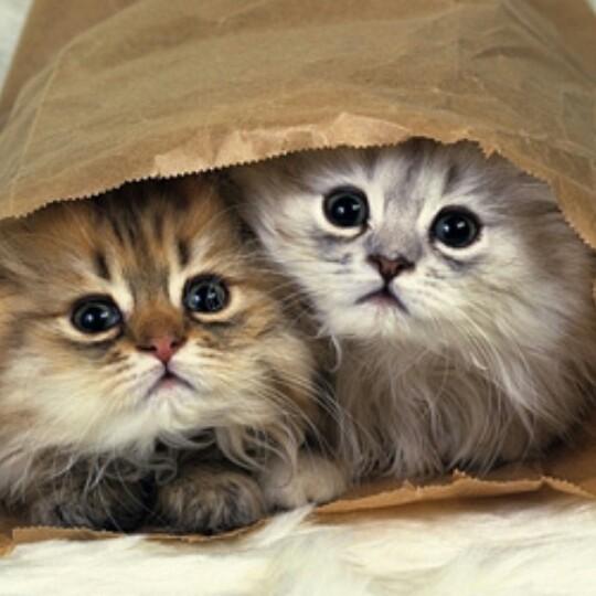 猫さんのトーク