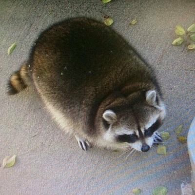 ゆまやま