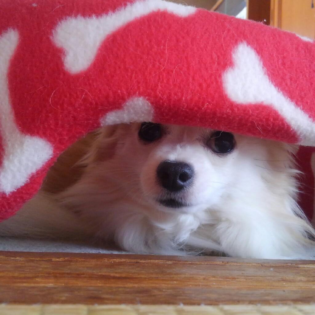 ☆ぴく☆のトーク