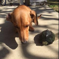 HOPE'cat☆のトーク