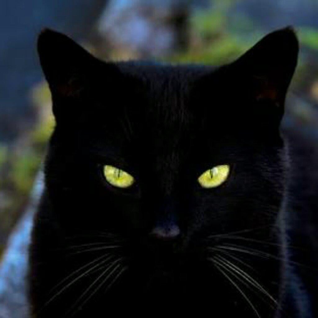 クロねこのトーク