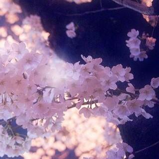サクラ🌸