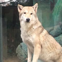 ドラ番超