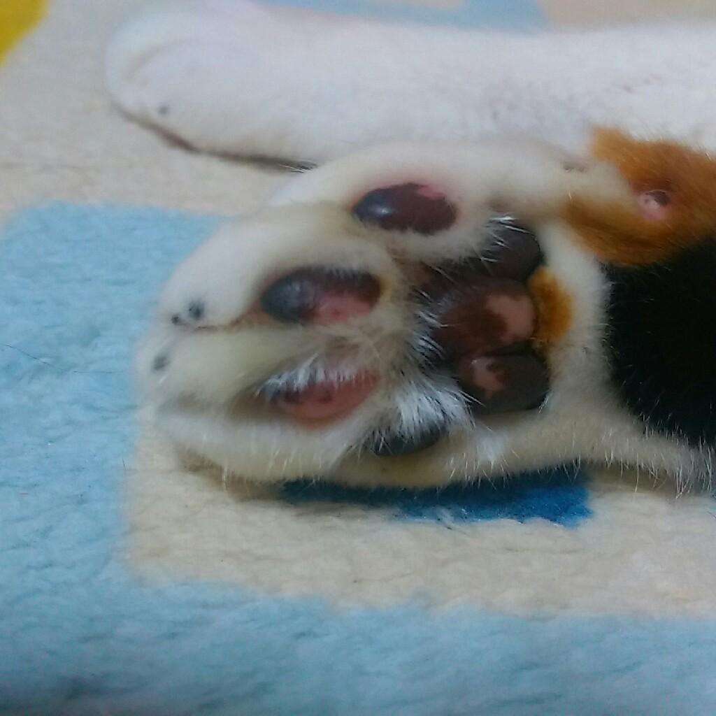 たあご