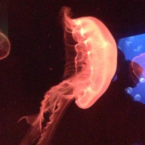 カメレオンのトーク