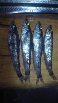 Takanobu Kubotaのトーク