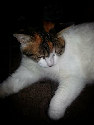 トンヌラのトーク