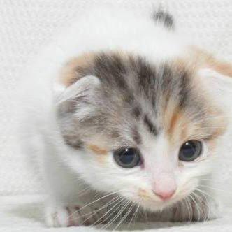 のぎー