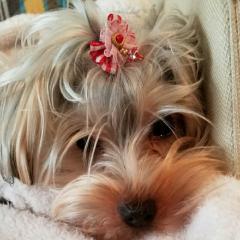 フランのトーク