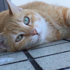 カルボンサンのトーク