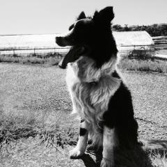 しば犬
