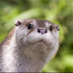 ゆーだい