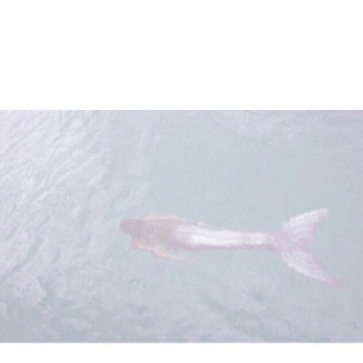 マスとサンマとマグロ