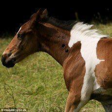 うましかのトーク