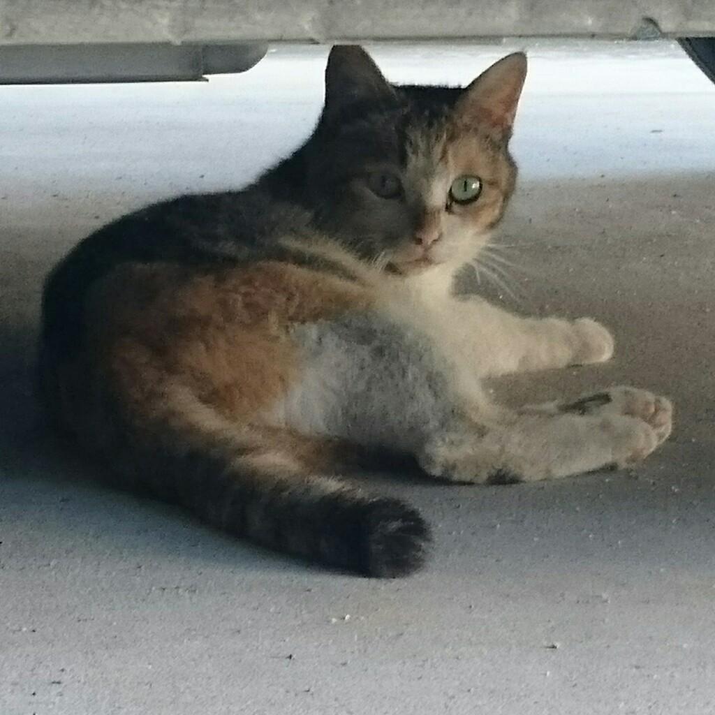 たな