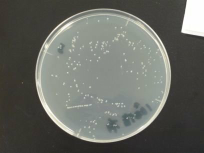 かつやのトーク