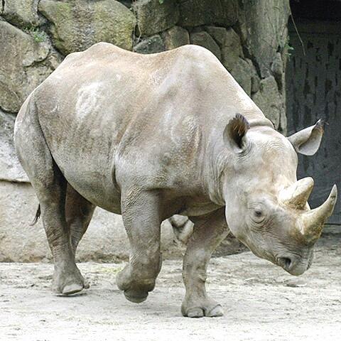 サイ